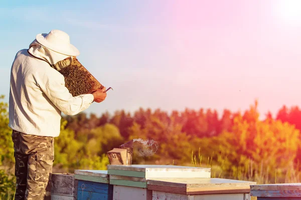 양봉가가 양봉장에서 벌과 벌집과 함께 일하고 있습니다. 양봉. 꿀. — 스톡 사진