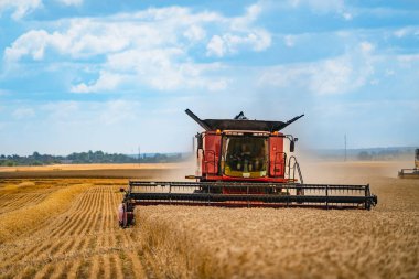 Bir çiftlikte hasatçı hasadı olgunlaşmış buğdayı birleştirir. Tarlada tahıl toplama ekipmanları