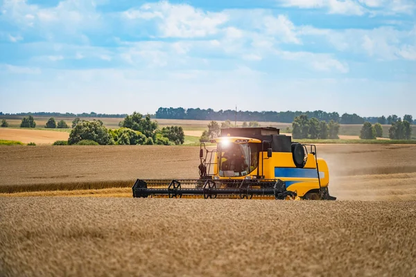 Combinar la cosechadora en acción en el campo de trigo. La cosecha es el proceso de recolección de un cultivo maduro de los campos. —  Fotos de Stock