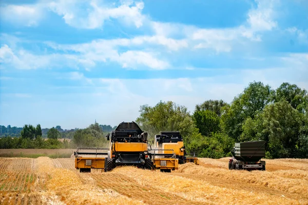 A gabonatermesztés egy napsütéses napon egyesül. Sárga mező gabonával. Mezőgazdasági műszaki munkák terepen. — Stock Fotó