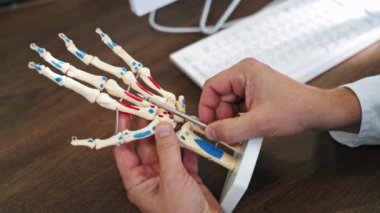 Bir elin iskelet modeli. Uzman, el eklemlerinin yapay bir kalemle yapıldığını gösteriyor. Yakın plan..