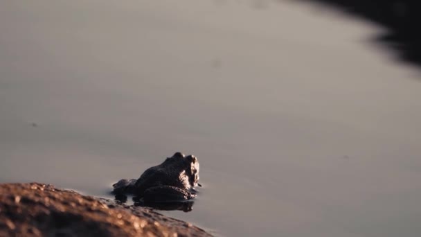 河里的绿色青蛙 青蛙蛤蟆的特写坐在池塘边 平静的湖面 — 图库视频影像