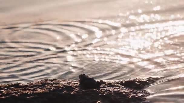 青蛙坐在池塘边的石头上 河水表面略带波纹 夏日阳光明媚的绿色青蛙 — 图库视频影像