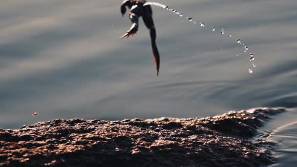 Grappige Kikker Die Rivier Springt Groene Pad Zit Steen Springt — Stockvideo