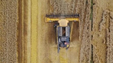 Sahada çalışan endüstriyel bir makine. Mevsimlik işler sırasında hasatçıların olgunlaşmış buğday toplaması. Yukarıdan bak. Hava görüntüsü. Tarım kavramı.