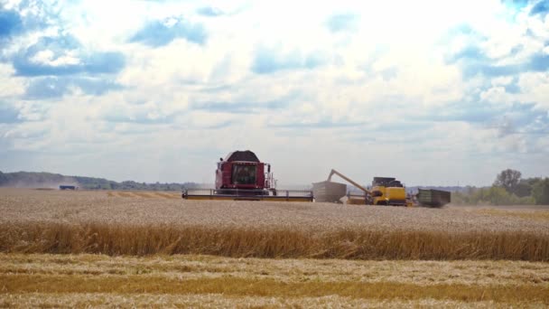 季節の仕事で農業機械 大きなコンバイン ハーベスターは晴れた夏の日に小麦作物を集めます 麦の収穫工程 — ストック動画
