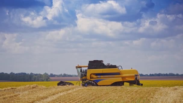 フィールド内の近代的なマシンのサイドビュー 夏の季節作業中の農業機械 黄金のフィールドに黄色の組み合わせ — ストック動画