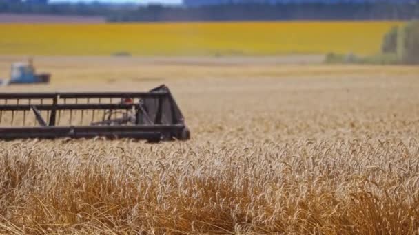 組み合わせのナイフの詳細ビュー 小麦の黄色の耳を切断農業機器の一部 黄金のフィールドに熟した小麦の穀物収集収穫 — ストック動画