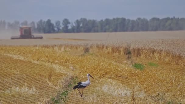 Weiß Und Schwarzstorch Gelben Feld Vogel Läuft Auf Dem Goldenen — Stockvideo