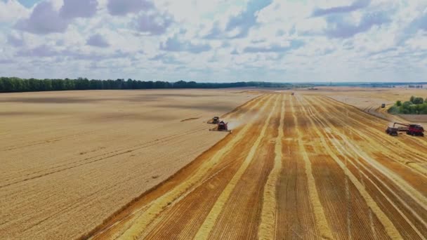 带着季节性的作业飞越金色的田野 在一个阳光灿烂的夏天里 各种组合正在收获成熟的庄稼 农业概念 空中景观 — 图库视频影像