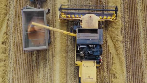 農業機械のトップビュー 畑の背景にあるトラクターのトレーラーに穀物を注ぐ収穫機を組み合わせてください モーションカメラの底まで — ストック動画