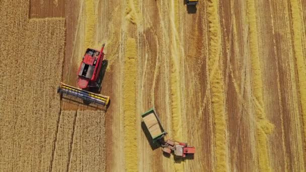 Vista Superior Campo Com Colheita Madura Máquinas Agrícolas Que Recolhem — Vídeo de Stock