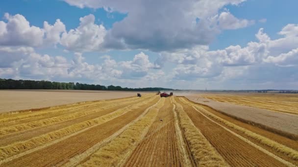 Prachtige Scène Van Geel Veld Tijdens Seizoensgebonden Werken Landbouwmachines Oogsten — Stockvideo