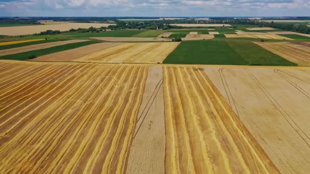 Unglaubliche Landschaft Mit Goldenen Feldern Fliegen Über Grüne Und Gelbe — Stockvideo