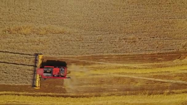 赤は黄色のフィールドの背景に結合します 農業機械は田舎で熟した小麦の刃を切断している 上からの眺め カメラが動き出す — ストック動画