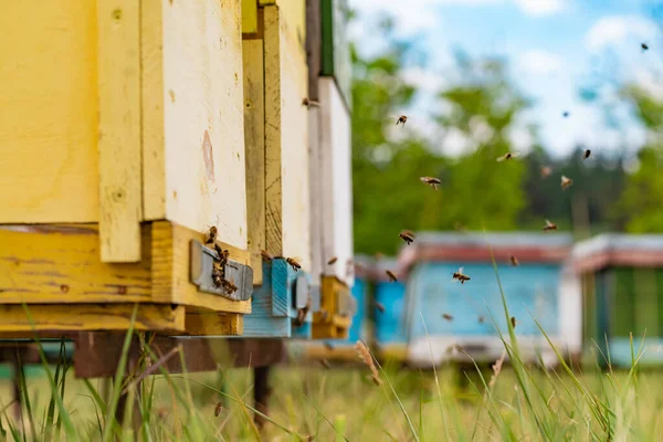 Colmeias Apiário Com Abelhas Voando Para Tábuas Pouso Jardim Verde — Fotografia de Stock