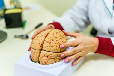Eğitim için beyin fonksiyonları modeli. Doktor, insan beyninin bir modelini elinde tutuyor..