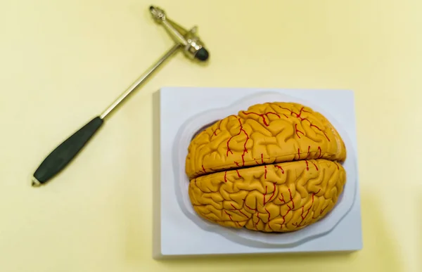 Human brain model on the table. Brain human anatomy. 3d rendering. Neurosurgery hummer.