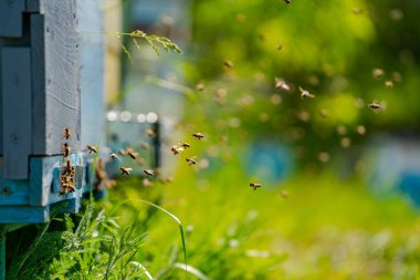 İniş tahtalarına uçan arılarla arı kovanında. Apiculture. Kovandaki arı içicisi.