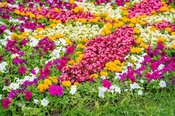 Colorful flowers in the garden. Cropped photo. Summer landscape. Pink, yellow white flowers and green grass.