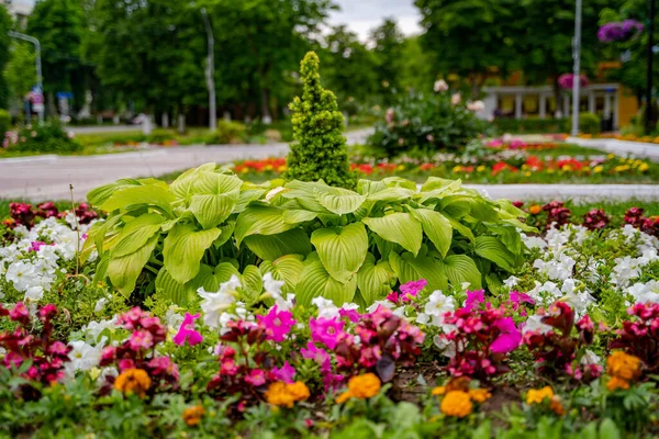 Διακοσμητικά Λουλούδια Ένα Καλά Διατηρημένο Κήπο Πολύχρωμο Παρτέρι Σχεδιασμός Τοπίου — Φωτογραφία Αρχείου