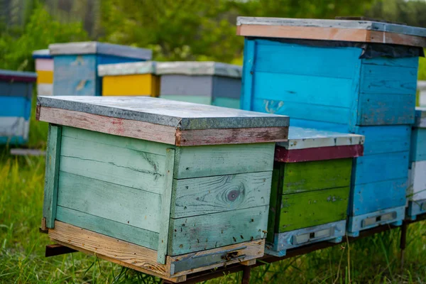 Netelroos Een Bijenstal Leven Van Werkbijen Werken Bijen Bijenkorf Bijenteelt — Stockfoto