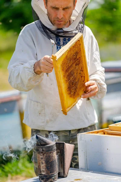 Imker Werkt Met Bijen Bijenkorven Bijenstal — Stockfoto
