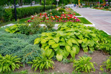 Bahçe düzenleme ve peyzaj tasarımı, çiçeklerle süslenmiş bir bahçesi ve dekoratif bir manzarası olan bir bahçe çimenliği gibi..
