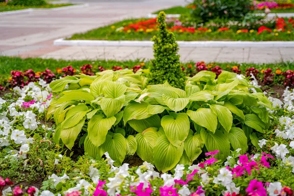 Vista Panorámica Los Macizos Flores Colores Césped Hierba Verde Exuberante — Foto de Stock