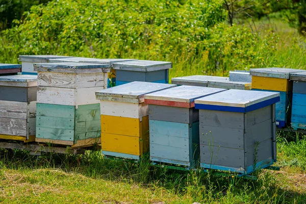 Kleurrijke Bijenkorven Een Weiland Zomer Hives Een Bijenstal Met Bijen — Stockfoto