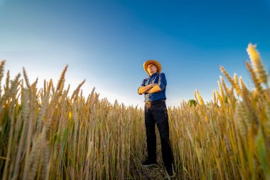Buğday ve güneş çayırlarındaki adam. Kavramsal tasarım.