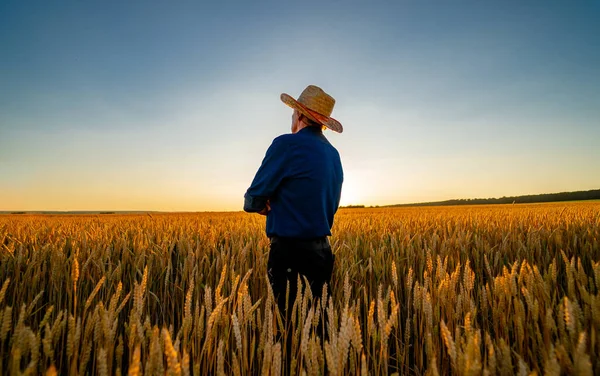 Buğday ve güneş çayırlarındaki adam. Kavramsal tasarım.