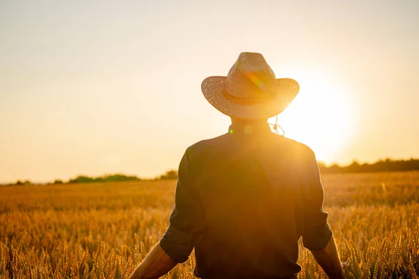 Buğday Tarlasında Sırtı Izleyiciye Dönük Bir Adam Gün Batımında Dikenlerin — Stok fotoğraf