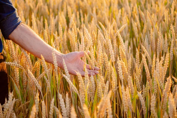 Manos Masculinas Tocando Espiga Trigo Dorado Campo Trigo Luz Del —  Fotos de Stock