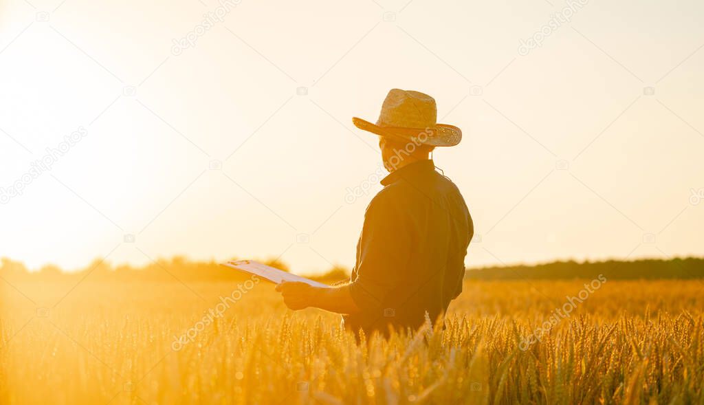 Amazing view with man who check natural organic harvest in the sunset light.