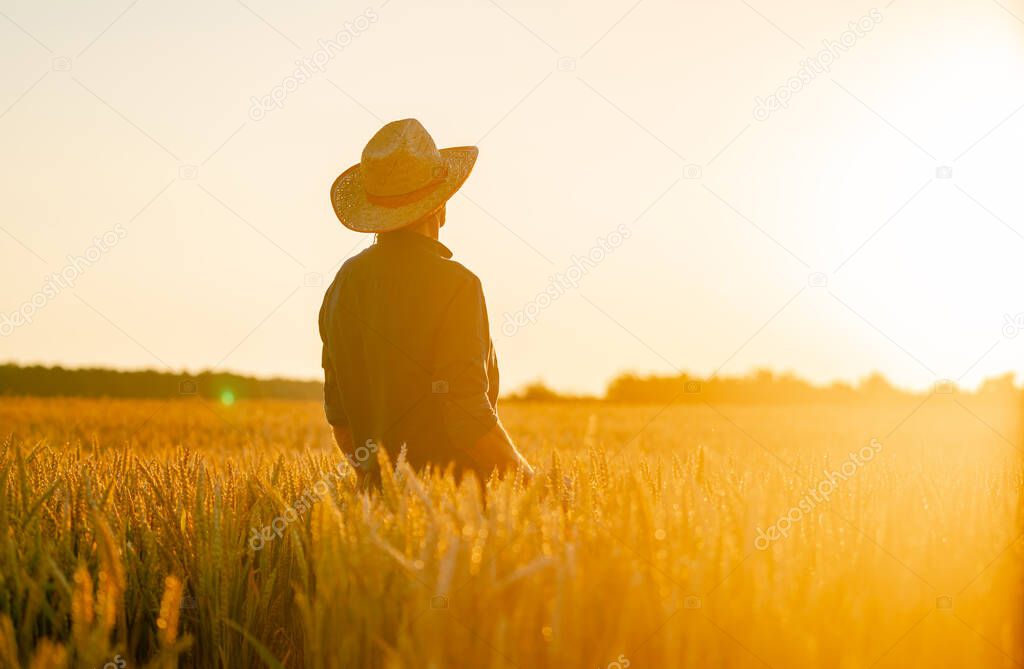 Farmer walking through field checking wheat crop. Wheat sprouts in farmer's hand.