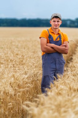 Tarlada yürüyen çiftçi buğday hasadını kontrol ediyor. Çiftçinin etrafında buğday filizleri.