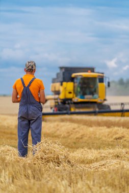 Tarım süreci devam ediyor. Buğday tarlası ve sarı birleşim. Hasat ustası..