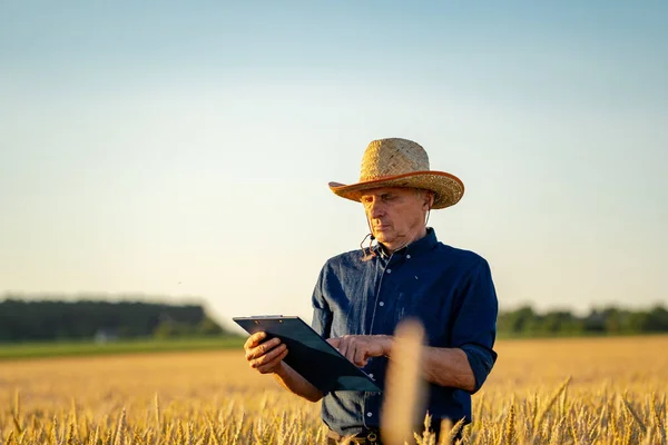 Focus Selettivo Sull Uomo Piedi Nel Campo Grano Colza Stagione — Foto Stock