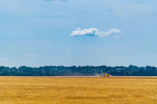 Золотая Пшеница Летает Перед Сбором Урожая Голубое Небо — стоковое фото