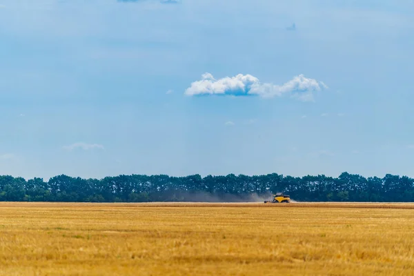 Trigo Dorado Volaba Antes Cosecha Cielo Azul Arriba —  Fotos de Stock