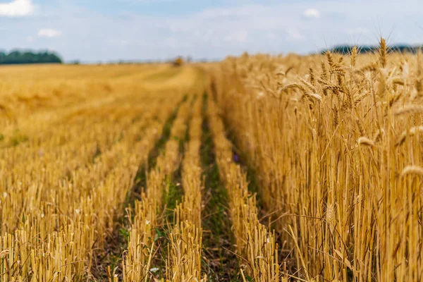 Paesaggio Con Campo Grano Maturo Con Attenzione Selettiva Vendemmia Estate — Foto Stock