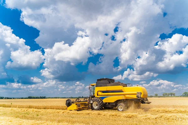 Cosecha Granos Amarillos Combina Día Soleado Campo Amarillo Con Grano —  Fotos de Stock