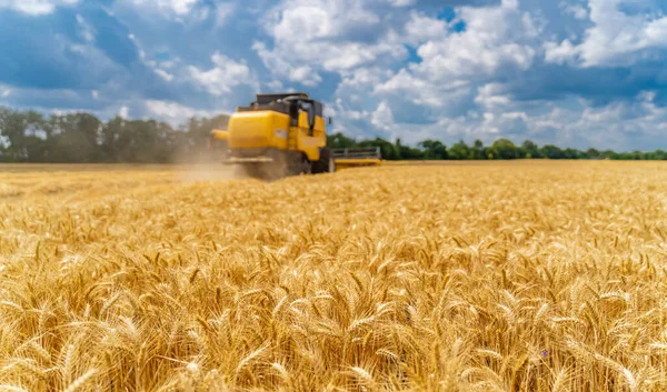 Raccolta Macchine Speciali Nei Campi Tecnica Agricola Azione Concetto Raccolto — Foto Stock