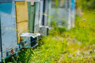 Yazın çayırdaki renkli arı kovanları. İniş tahtalarına uçan arılarla arı kovanında. Apiculture. Kovandaki arı içicisi.