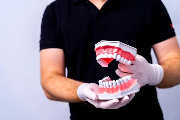 Modelo Educativo Sección Mandibular Con Dientes Las Manos Del Dentista — Foto de Stock