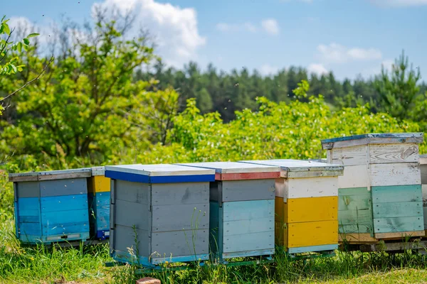 Bijenkorven Weide Het Platteland Apiarium Honing Bijen — Stockfoto