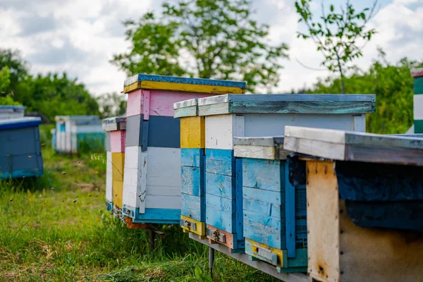 Vliegende Bijen Bij Korf Houten Bijenkorf Bijen Veel Bijen Bij — Stockfoto