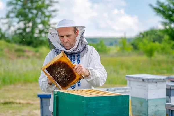 Arı Kovanında Çalışan Bir Adam Koruyucu Giysiler Apiculture Arıcılık Konsepti — Stok fotoğraf