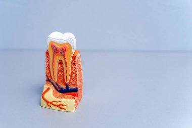 Dişçiler için plastik diş modeli. Stomatoloji kavramı.